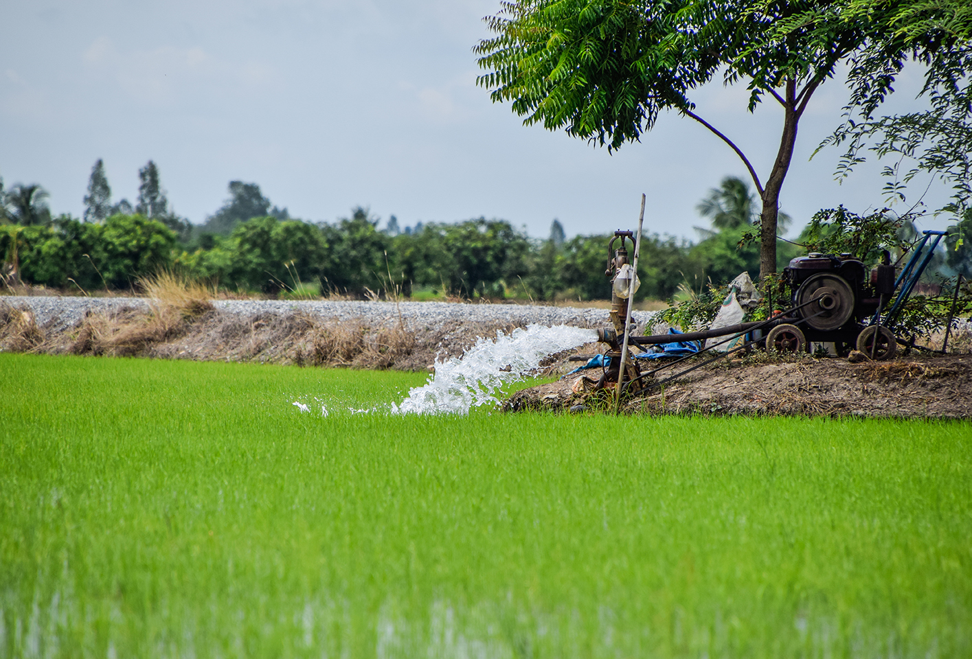 Agriculture